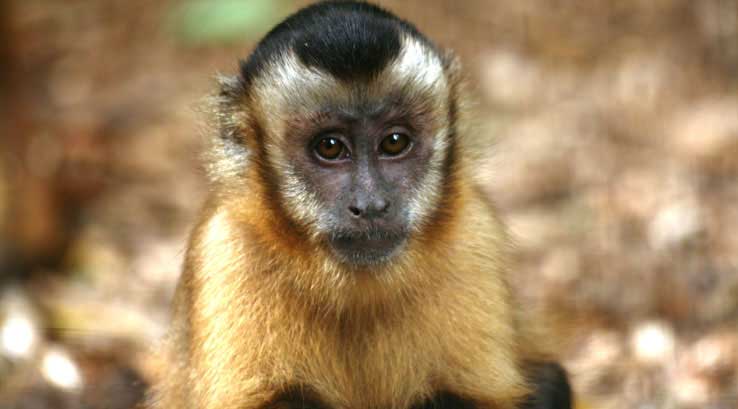 Amy the capuchin monkey