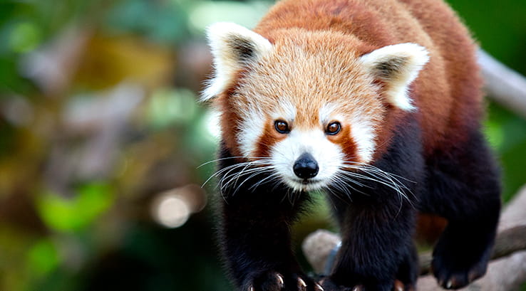 red panda