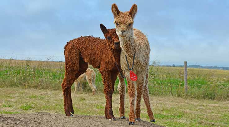 Alpacas standing in a field