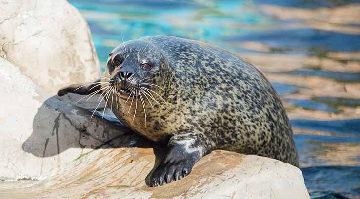 seal perched on a rock
