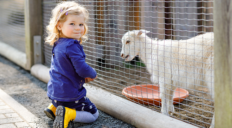 A little girl looking at a goat through a fence on a farm