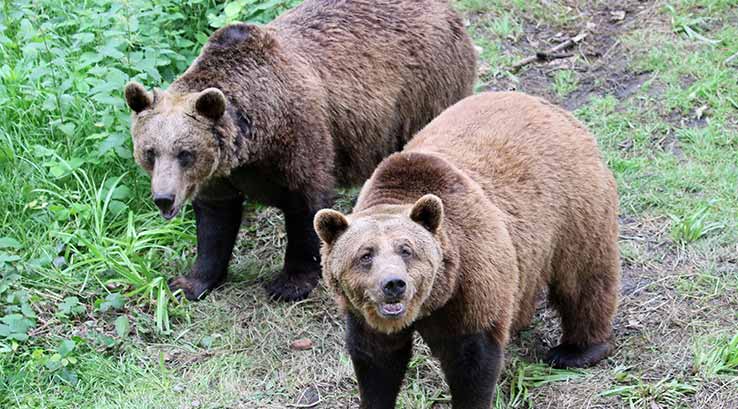Two bears