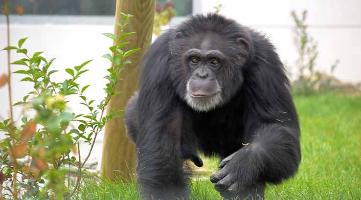 Wingham Wildlife Park