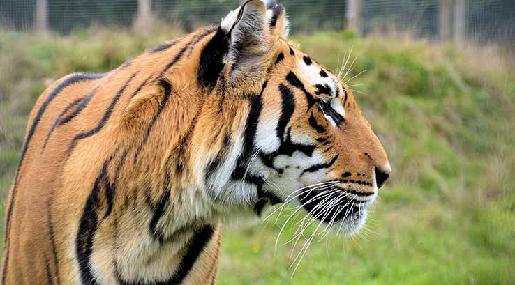 Wingham Wildlife Park