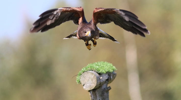 bird of prey flying towards a perch