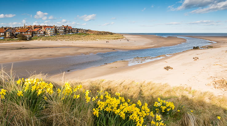Daffodils on a patch of grass overlooking Alnmouth Beach and town