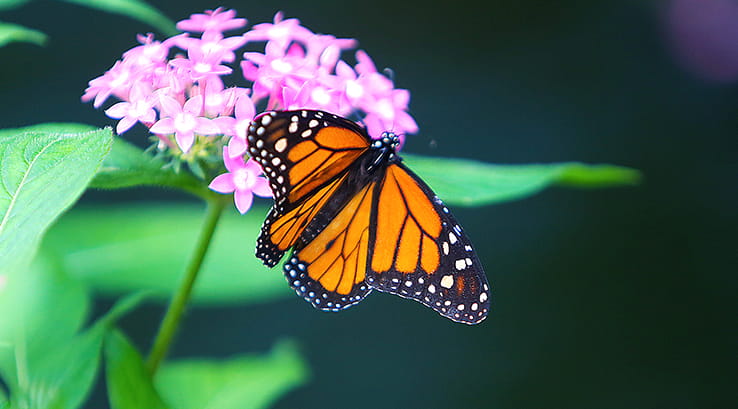 A black and orange butterfly resting on a pink flower