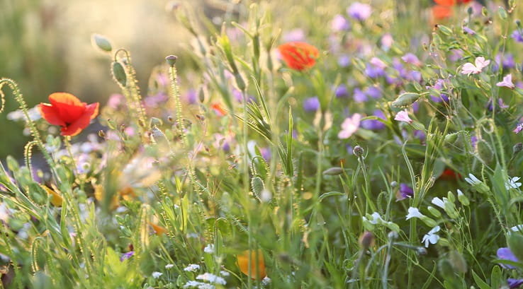 Wild flowers at Burton Constable Hall
