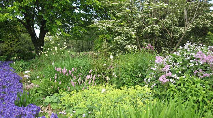 Flowers at Cae Hir Gardens