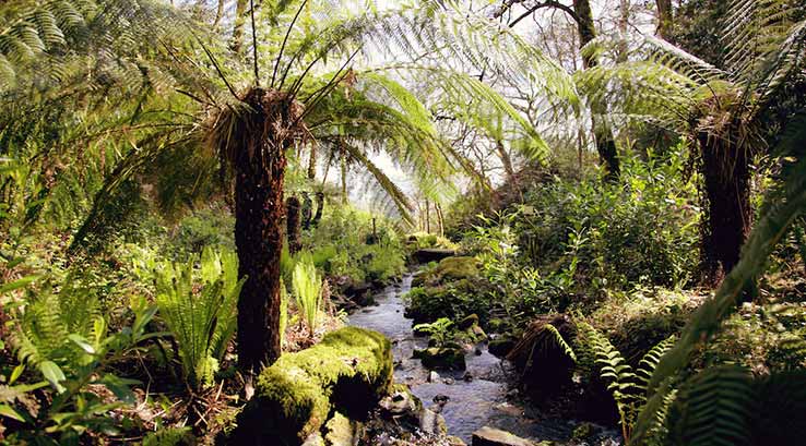 stream running down through a woodland scene