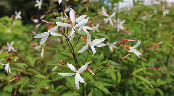 A Bowman's root plant