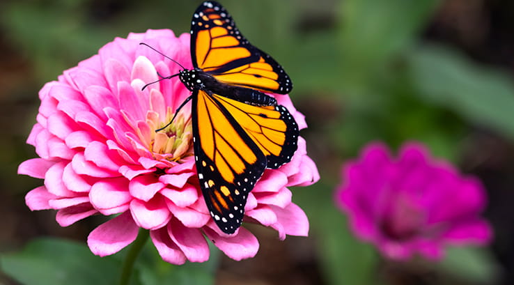 butterfly on a flower