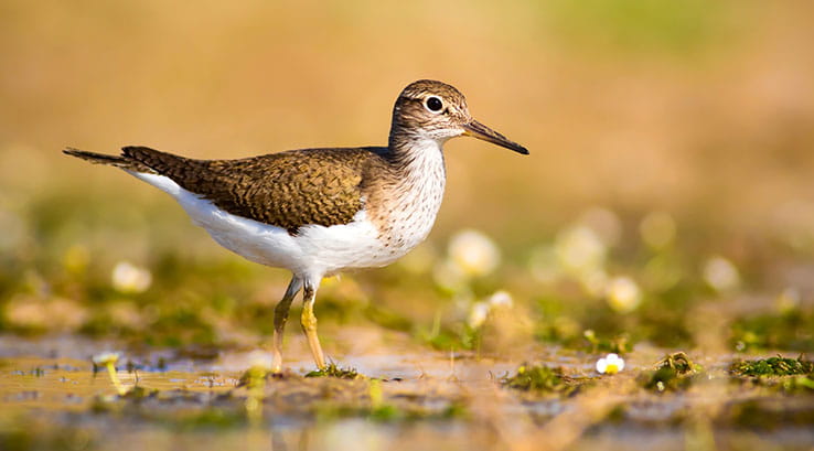 A sand piper walking along the water