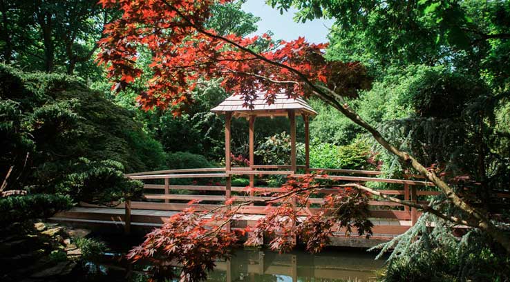 tree hanging over a lake at the Japanese garden