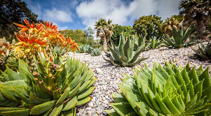 Ventnor Botanic Garden