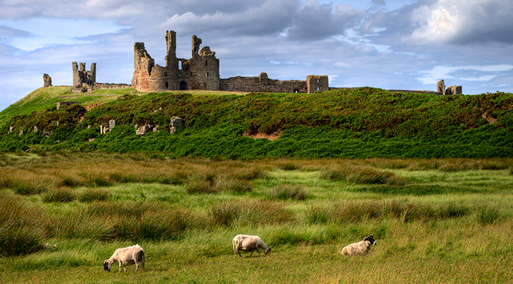 Sheep grazing in a field by Dunstanburgh Castle in Northumberland