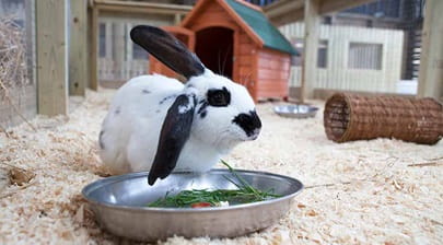 white rabbit with black ears eating 