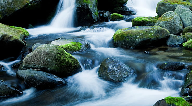 woodland stream