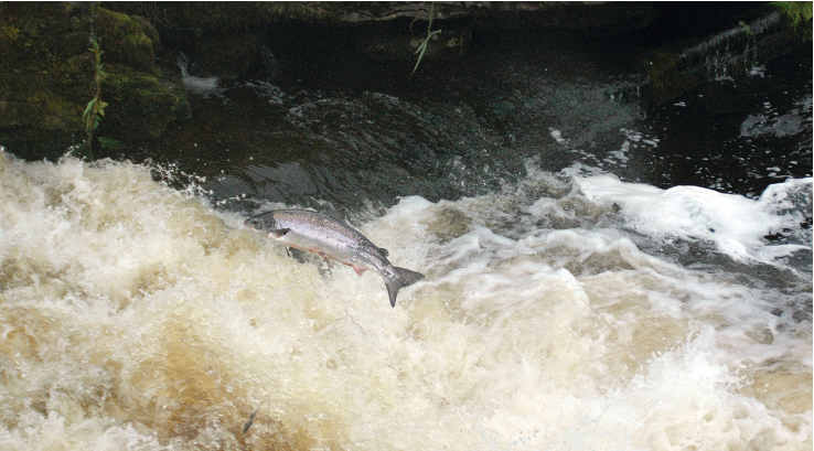 a salmon jumping up the Falls of Shin, Scotland