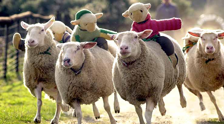 Sheep racing at The Big Sheep theme park