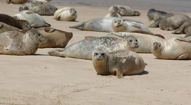 seals on a beach