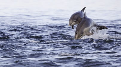 Dolphins