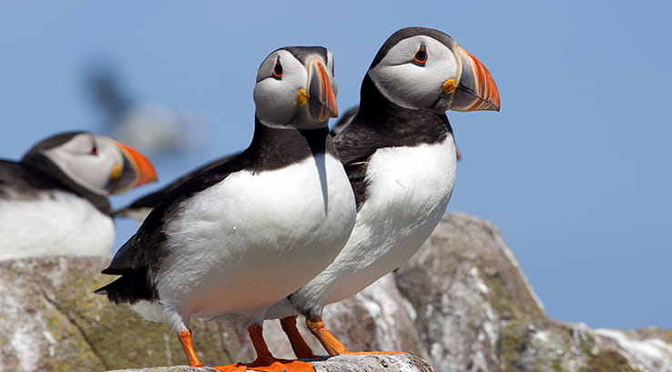 Puffins on a rock at the Farne Islands, Northumberland
