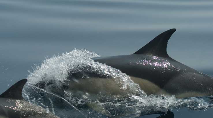 pod of dolphins swimming and breaching