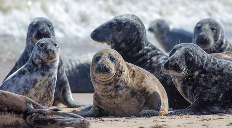 A group of seals on the shore