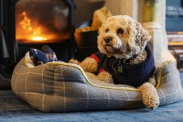 Dog wearing jumper sat in bed in front of the roaring fire