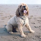 Dog on beach