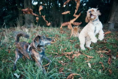 Dogs playing
