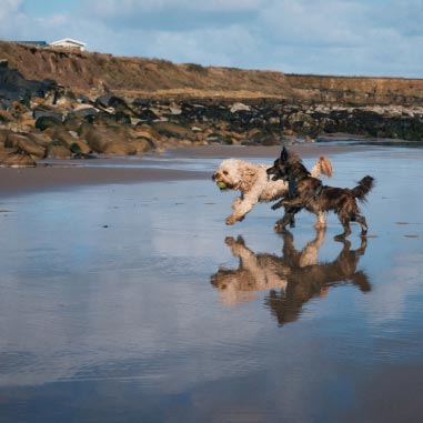 Dogs on beach