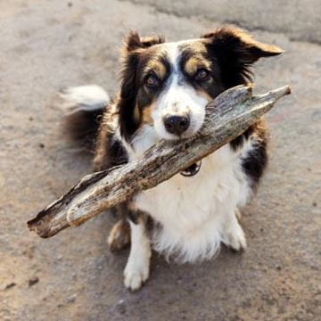 A dog on a beach holding a large stick