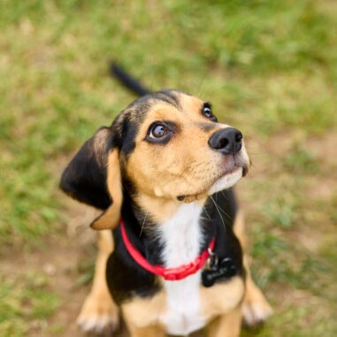Small brown and black dog with red collar looking up and to the right