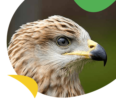 A close up image of a bird of prey's head near Carmarthen Bay Holiday Park