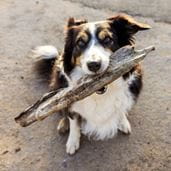 a dog on a beach holding a large piece of drift wood