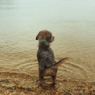 Dog on beach