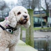 Small, curly-haired white dog on a pier