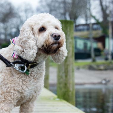 Small, curly-haired white dog on a pier
