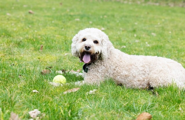 A dog resting in a field at Gatebeck Holiday park after catching a ball