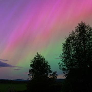 the northern lights appearing behind trees