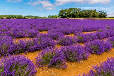 A picturesque field of flowers