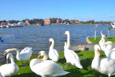 Swans looking out towards a town across the sea