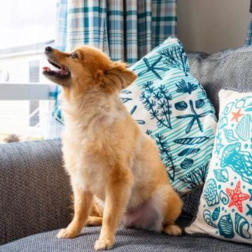 a dog sat on a sofa