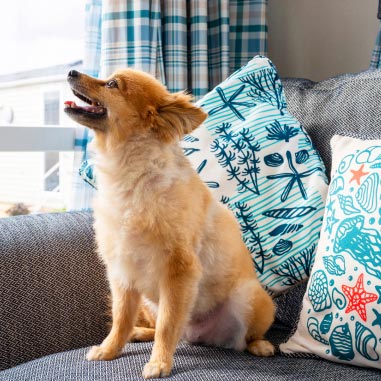 a dog sat on a sofa