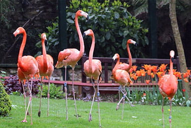 flamingos in a field