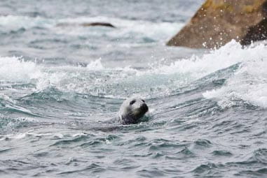 dog swimming in sea