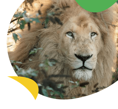 The Wildheart Animal Sanctuary near Lower Hyde Holiday Park