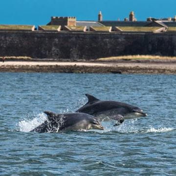 Two dolphins leaping out of the water near a sandy beach with a town in the distance